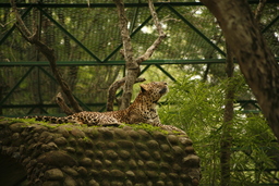  Jaguar Resting
